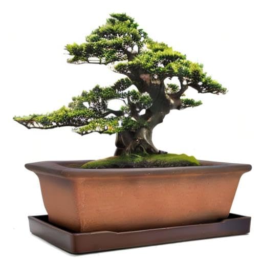 Decorative Ceramic Bonsai Planter Pot 8.5 Inch with Tray, Breathable Unglazed Rectangle Terracotta Clay Pot for Tree