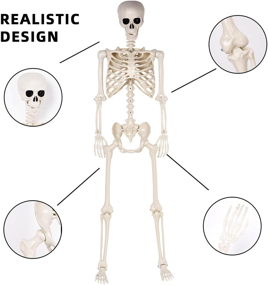 5.4 ft Halloween Skeleton - Life Size Human Skeleton with Full Body Posable Joints - Spooky Scary Plastic Skeleton