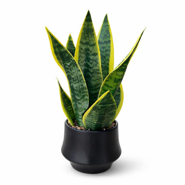 15" Artificial Snake Plant in Black Ceramic Pot for Indoor Decor