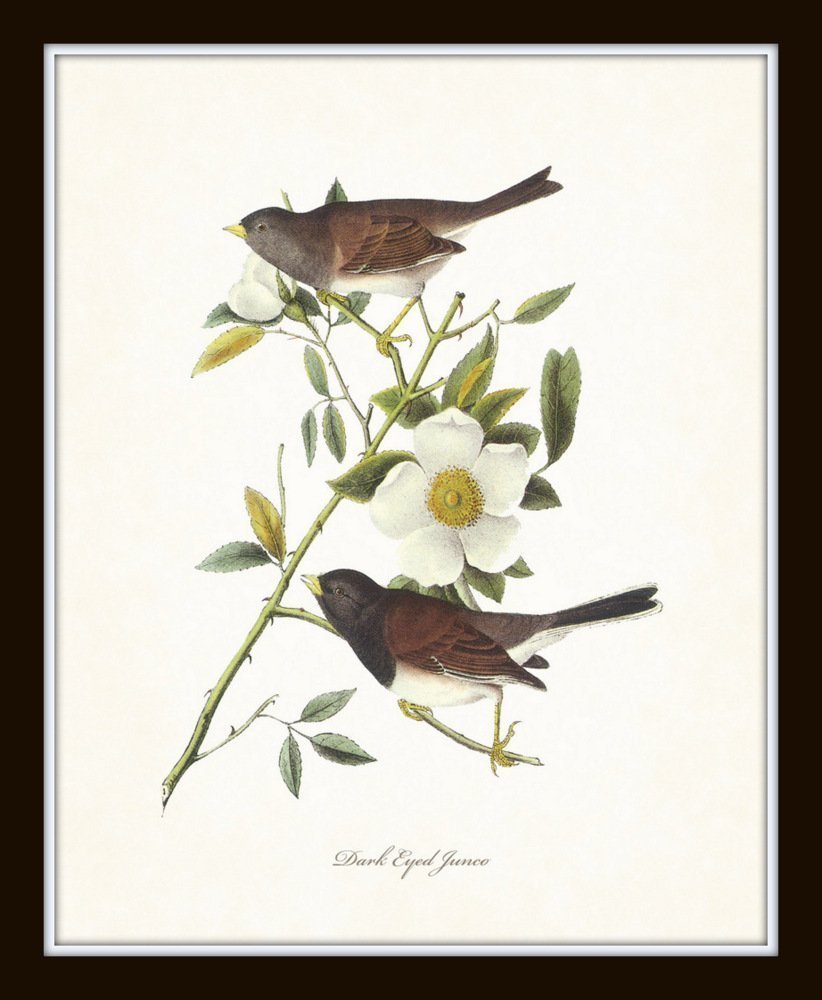 Audubon Birds Print Set No.1: 6 Vintage Bird Prints, Unframed, High Resolution Paper, Matte Finish, 11 x 14 Inch
