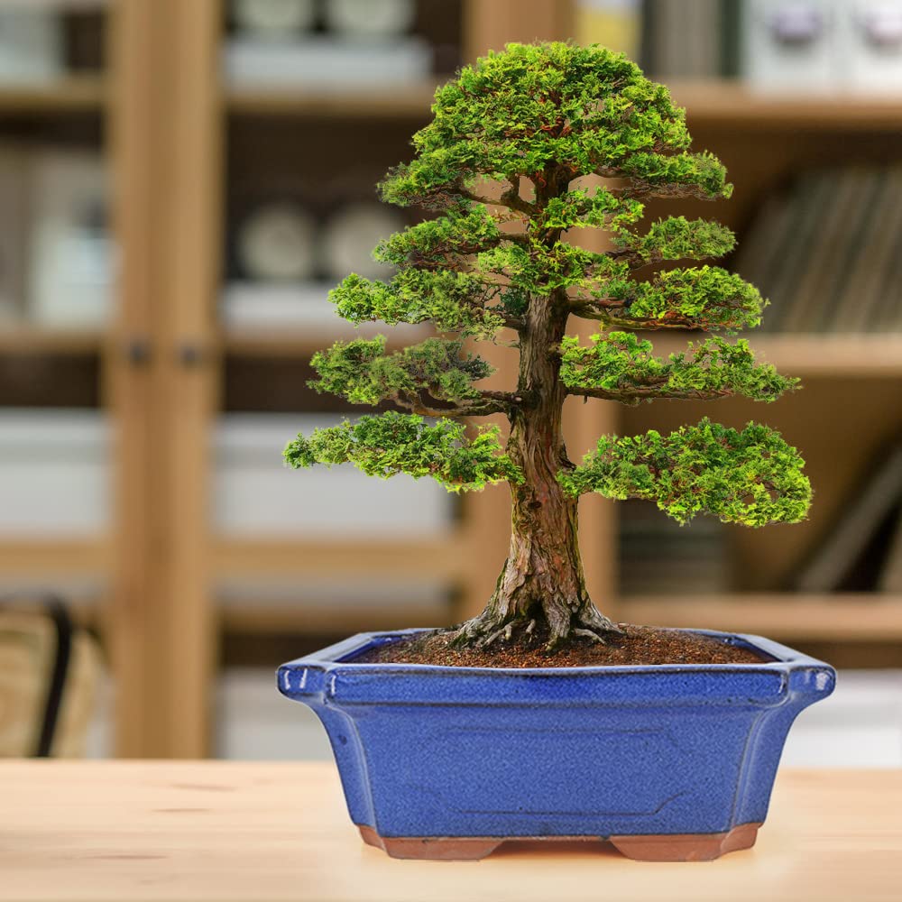 3 Pack Ceramic Rectangular Bonsai Tree Planter Pot Set 6"+7"+9", Cactus Succulent Planter Blue Glazed with Mesh Hole
