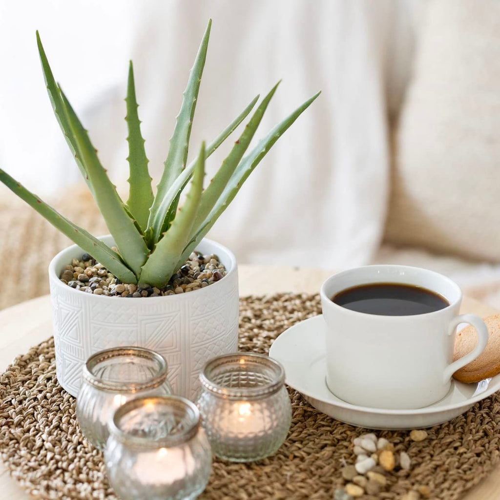 Farmhouse Artificial Plant in White Ceramic Pot | 10" high sage Green Faux Agave Plant | Fake Plant for Desk Decor