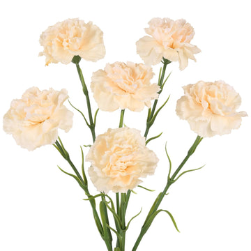 Champagne Carnations Artificial, 6PCS Real Touch Fake Carnations 20'' Long Stem Faux for Tall Vases Home Wedding