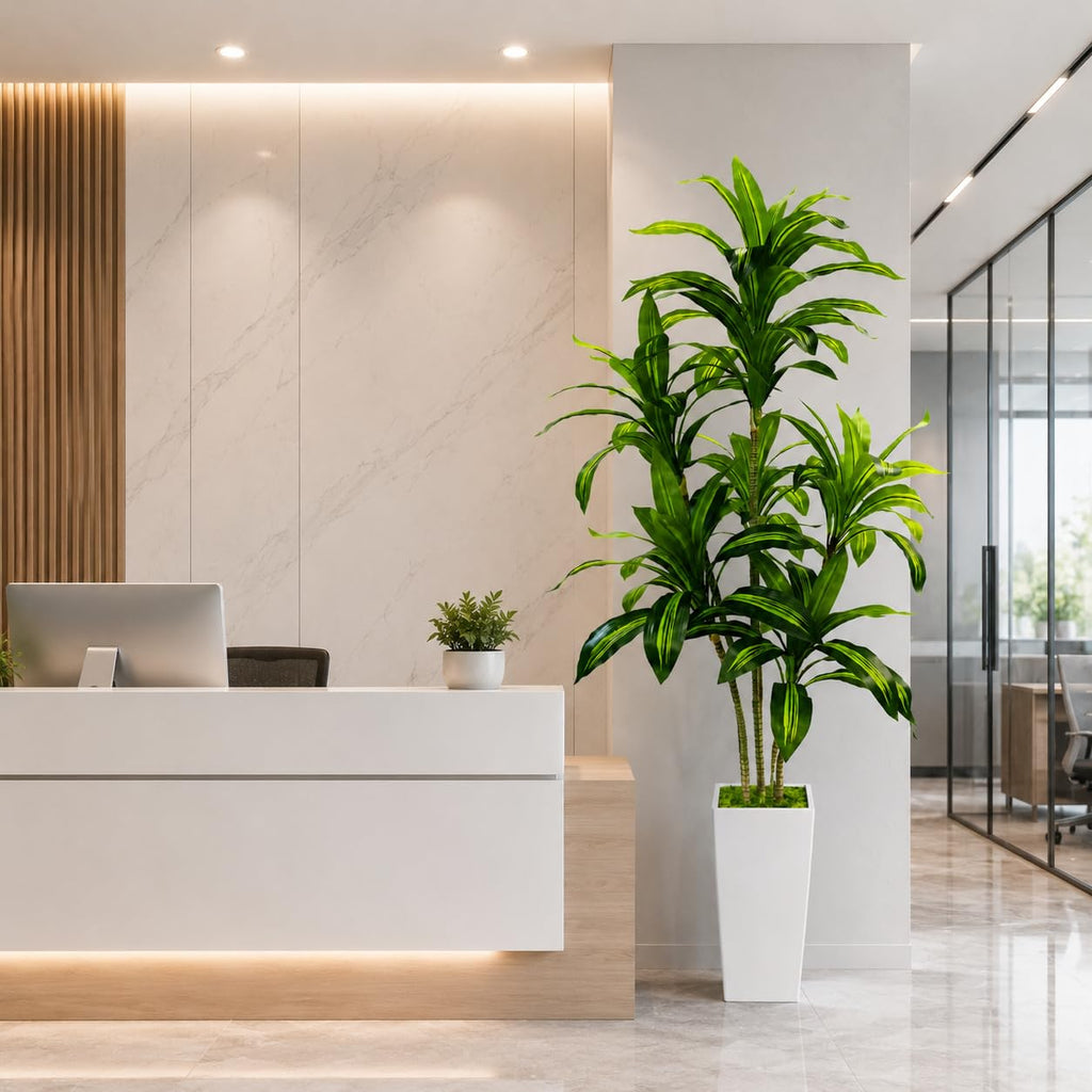 Dracaena Tree with White Tall Planter, 6FT