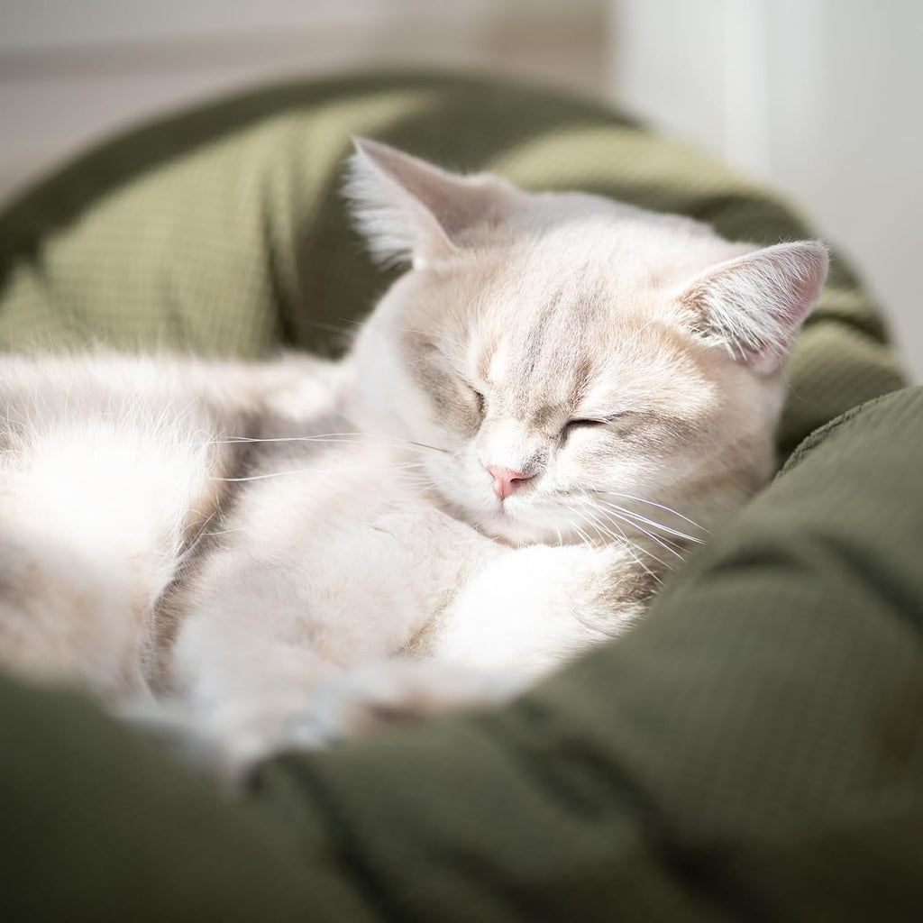 Elevated Cat Bed for Indoor Cats Couch Sofa Flower