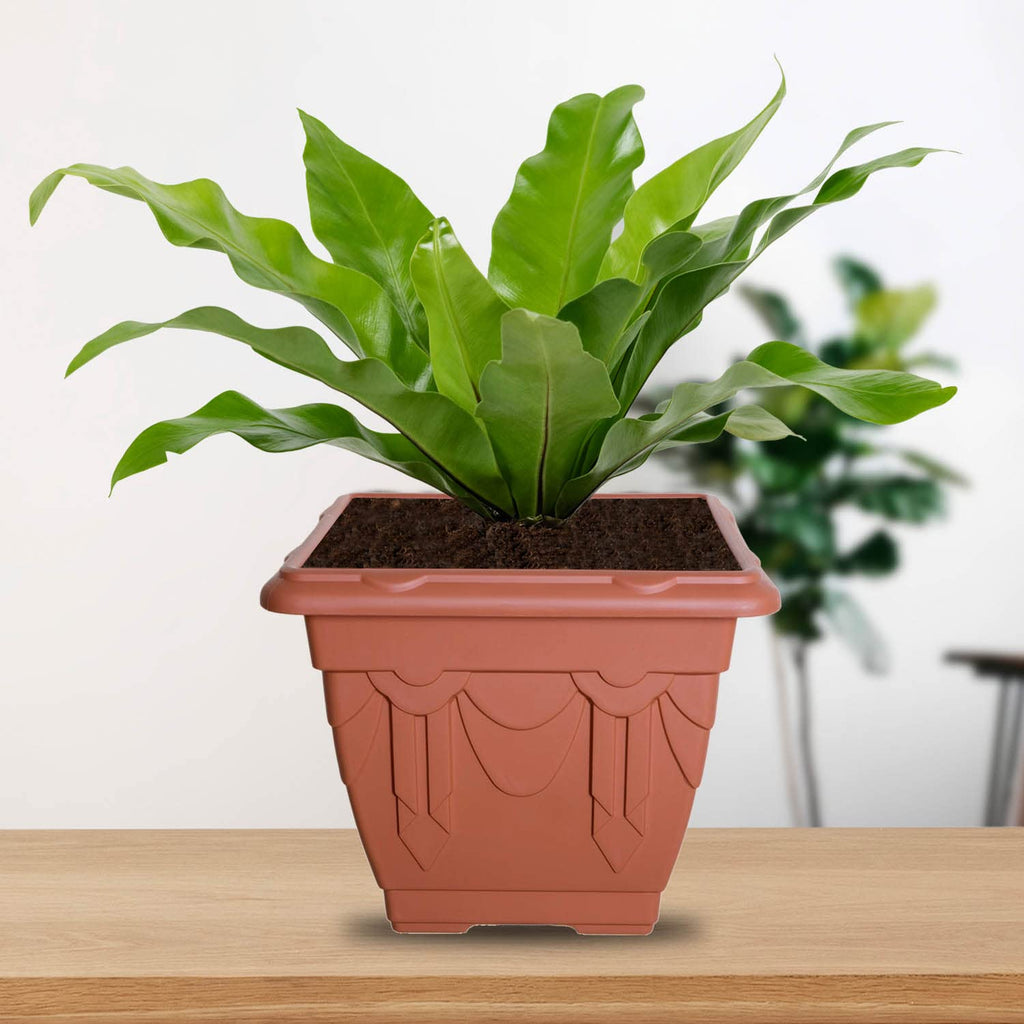 22cm Square Venetian Planter - Terracotta