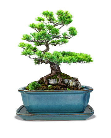 10.5 Inch Ceramic Bonsai Pot with Drainage Hole and Saucer, Blue