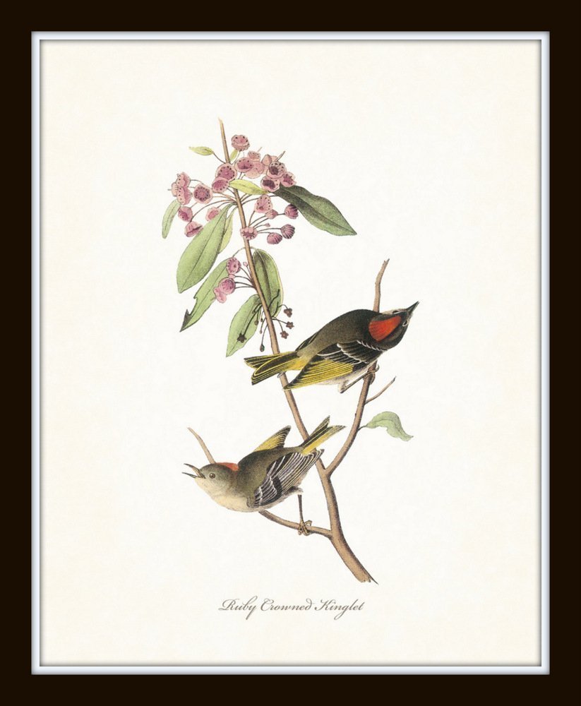 Audubon Birds Print Set No.1: 6 Vintage Bird Prints, Unframed, High Resolution Paper, Matte Finish, 11 x 14 Inch