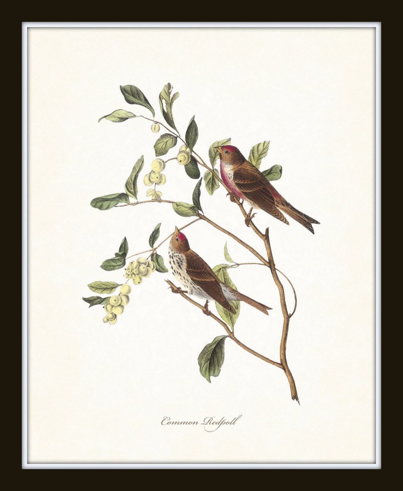 Audubon Birds Print Set No.1: 6 Vintage Bird Prints, Unframed, High Resolution Paper, Matte Finish, 11 x 14 Inch