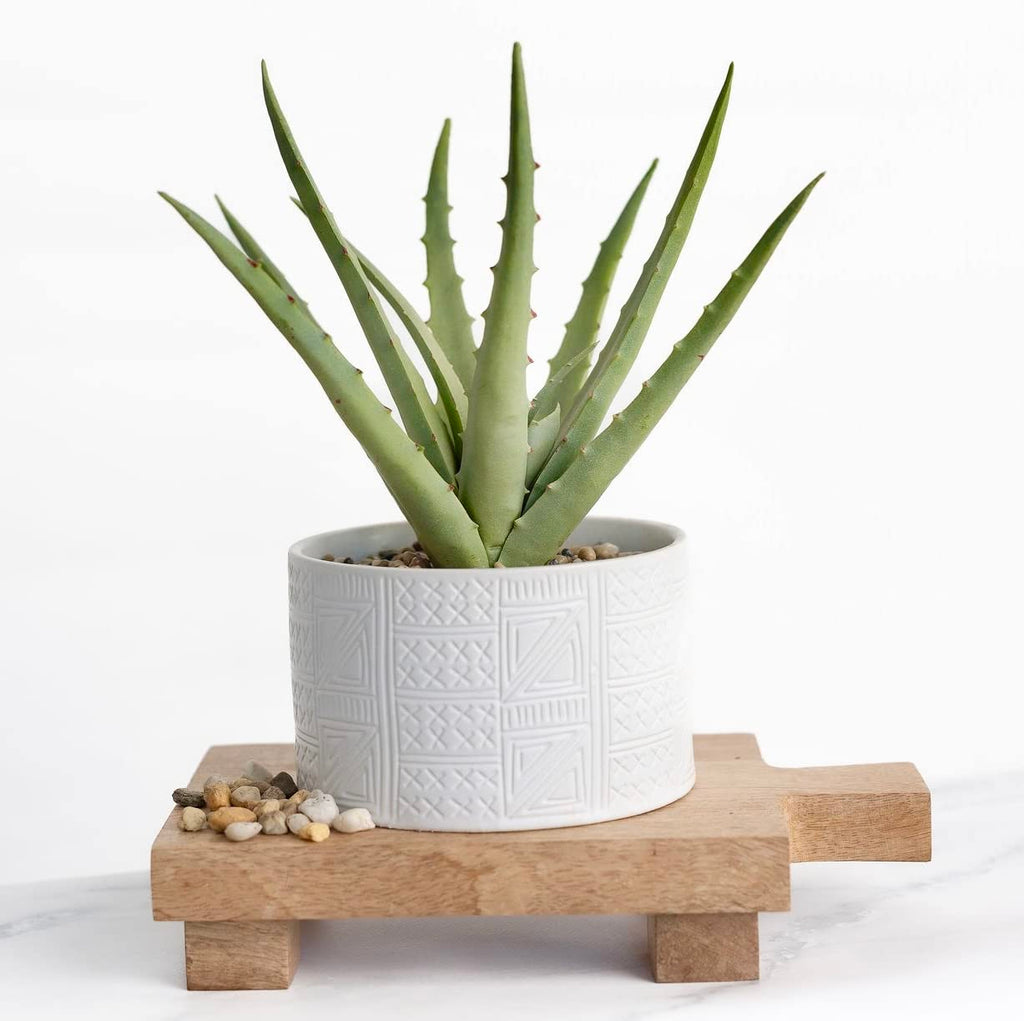 Farmhouse Artificial Plant in White Ceramic Pot | 10" high sage Green Faux Agave Plant | Fake Plant for Desk Decor