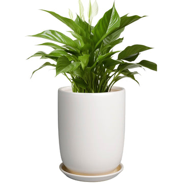 Plant Pot 8 Inch - Ceramic Planter for Indoor Plants Outdoor, Large Plant Pot with Drainage Hole and Saucer, Modern