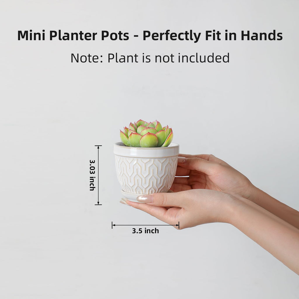 3.5" Embossed Ceramic Succulent Pots with Saucers and Mesh, Glazed White