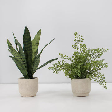 Faux Snake Plant & Fern, Set of 2, Natural, Home Decor