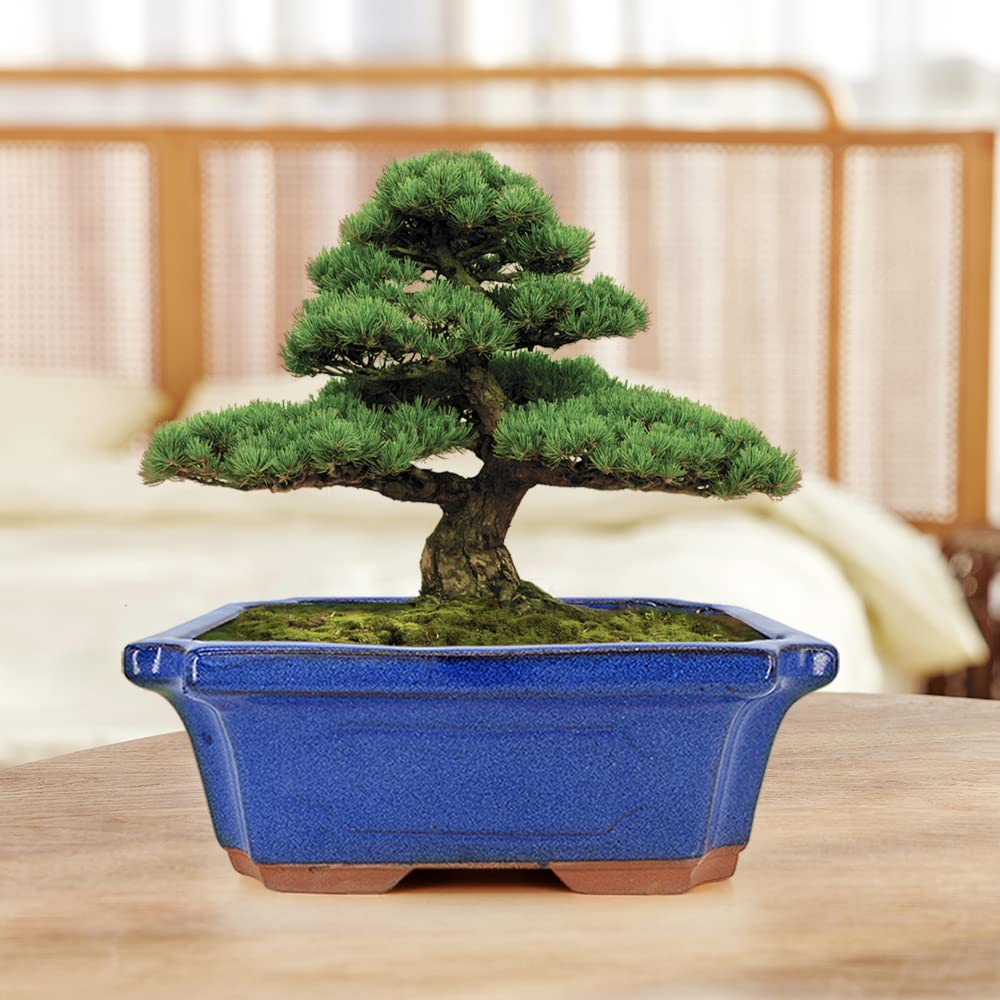 3 Pack Ceramic Rectangular Bonsai Tree Planter Pot Set 6"+7"+9", Cactus Succulent Planter Blue Glazed with Mesh Hole