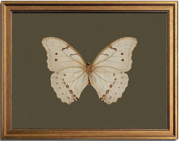 Vintage Gold Framed Wall Art White Butterfly Canvas Print 12x16in