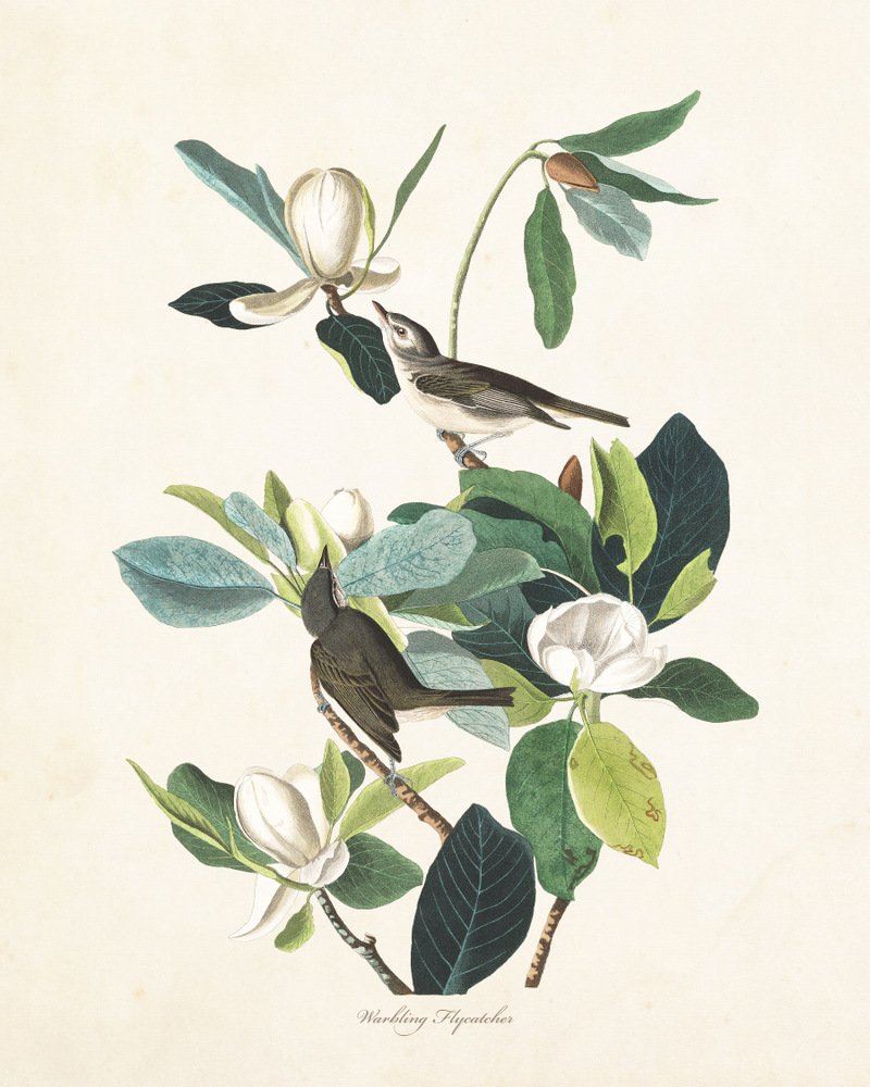 Audubon Birds Print Set No.24: 6 Vintage Bird Prints - Unframed - Nature Decor, Vintage Prints, Wall Art