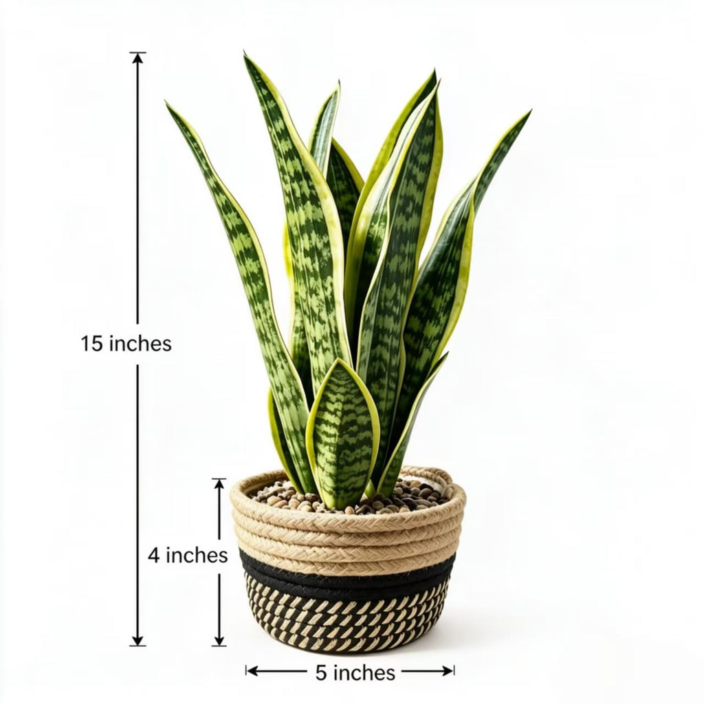 15" Artificial Snake Plant in Black Woven Planter Realistic Faux Sansevieria with Lush Green Leaves Modern Fake