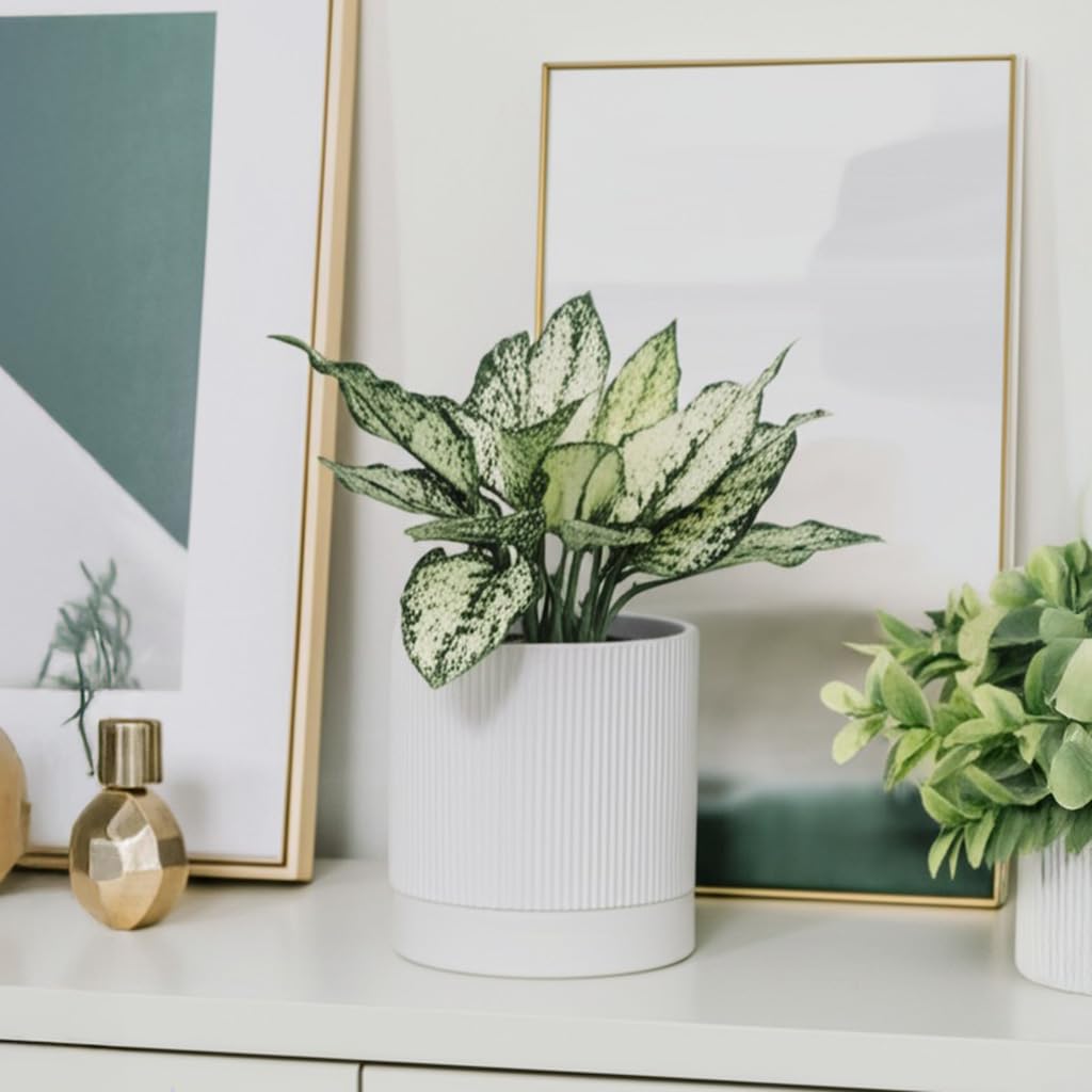 6 Inch Ceramic Plant Pot with Drainage & Saucer - Indoor Planter for Succulents, Cacti & Aloe Vera - Striped Design