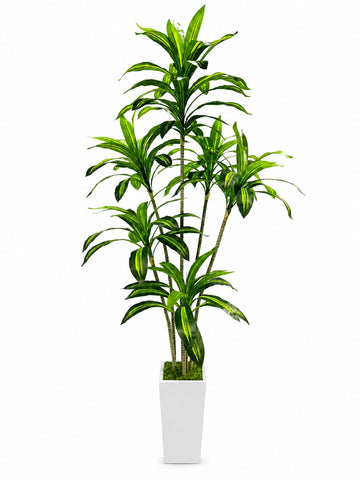 Artificial Dracaena Tree with White Tall Planter, 7FT