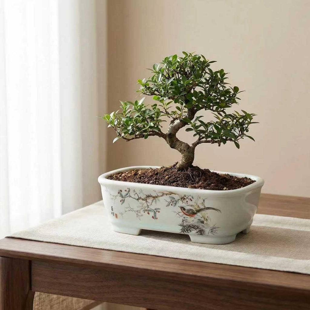 8" Bonsai Pots with Tray, Rectangular Planter in Blue & White