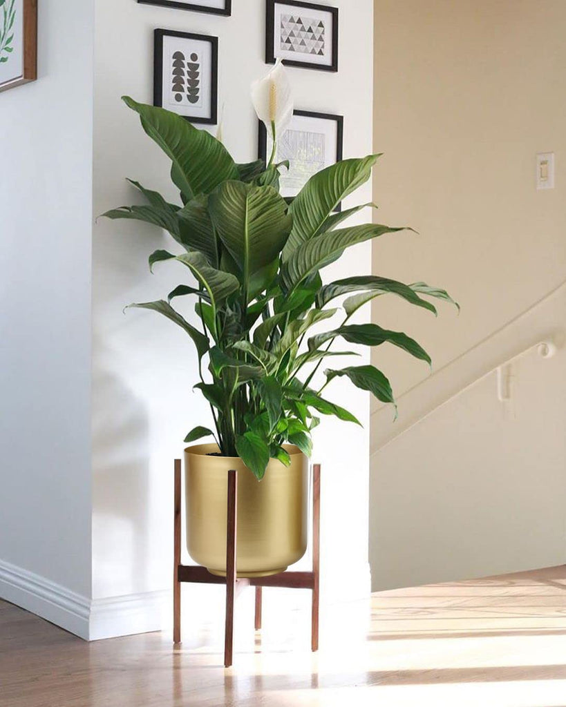 Large Gold Planters Metal Aloe Brass-Tone Plant Pots Indoor Decorative Flower Pots with Drain Holes(8+7.1Inch)