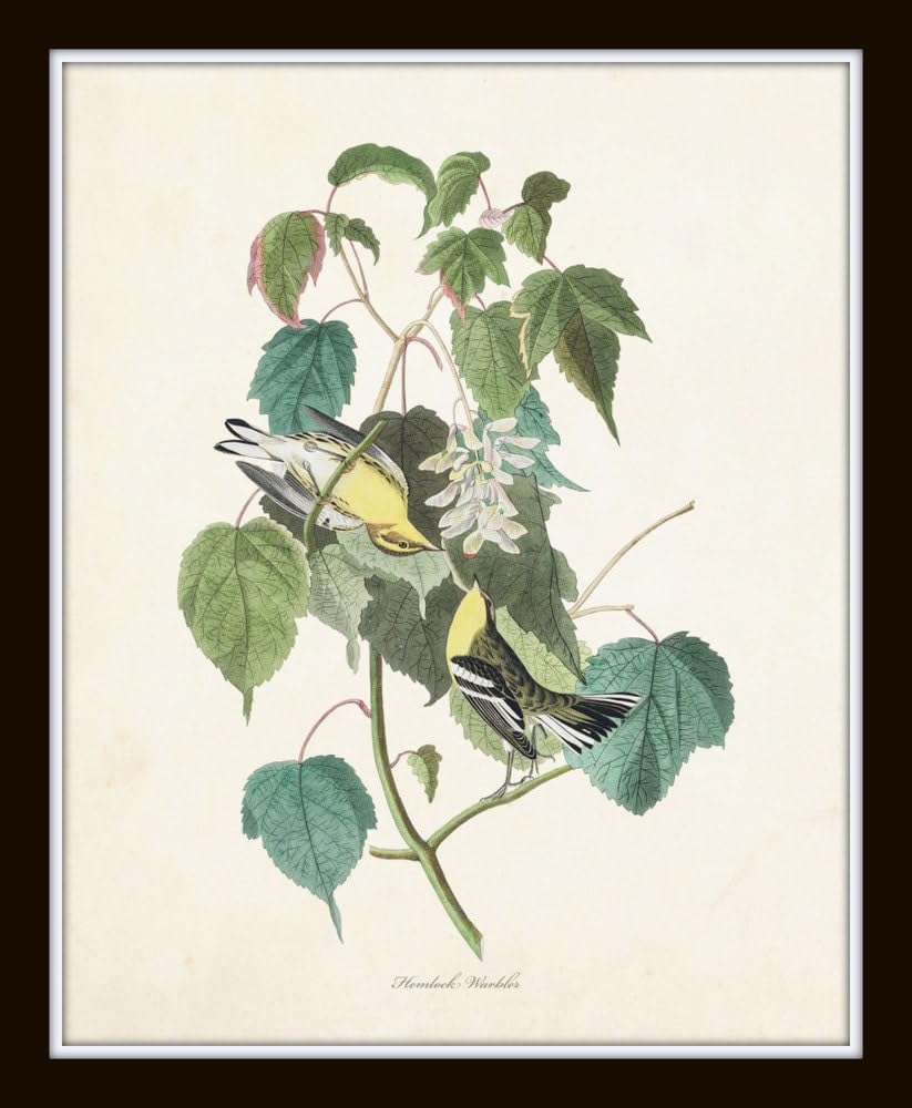 Bird Wall Art Audubon Birds Print Set No. 6, 11X14 SET OF 2, Unframed