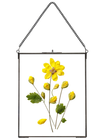 Hanging Pressed Flower Frames, Double Glass, Black, 8x10 Inches