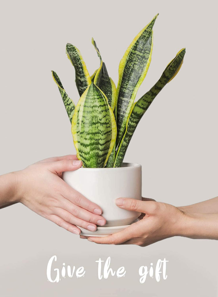 Ceramic Pots for Plants, 4.3+5.3+6.8 Inch, Set of 3, White