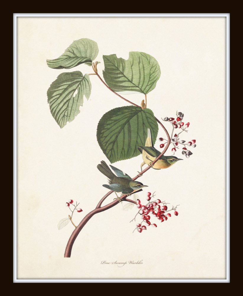 Audubon Birds Print Set No.24: 6 Vintage Bird Prints - Unframed - Nature Decor, Vintage Prints, Wall Art