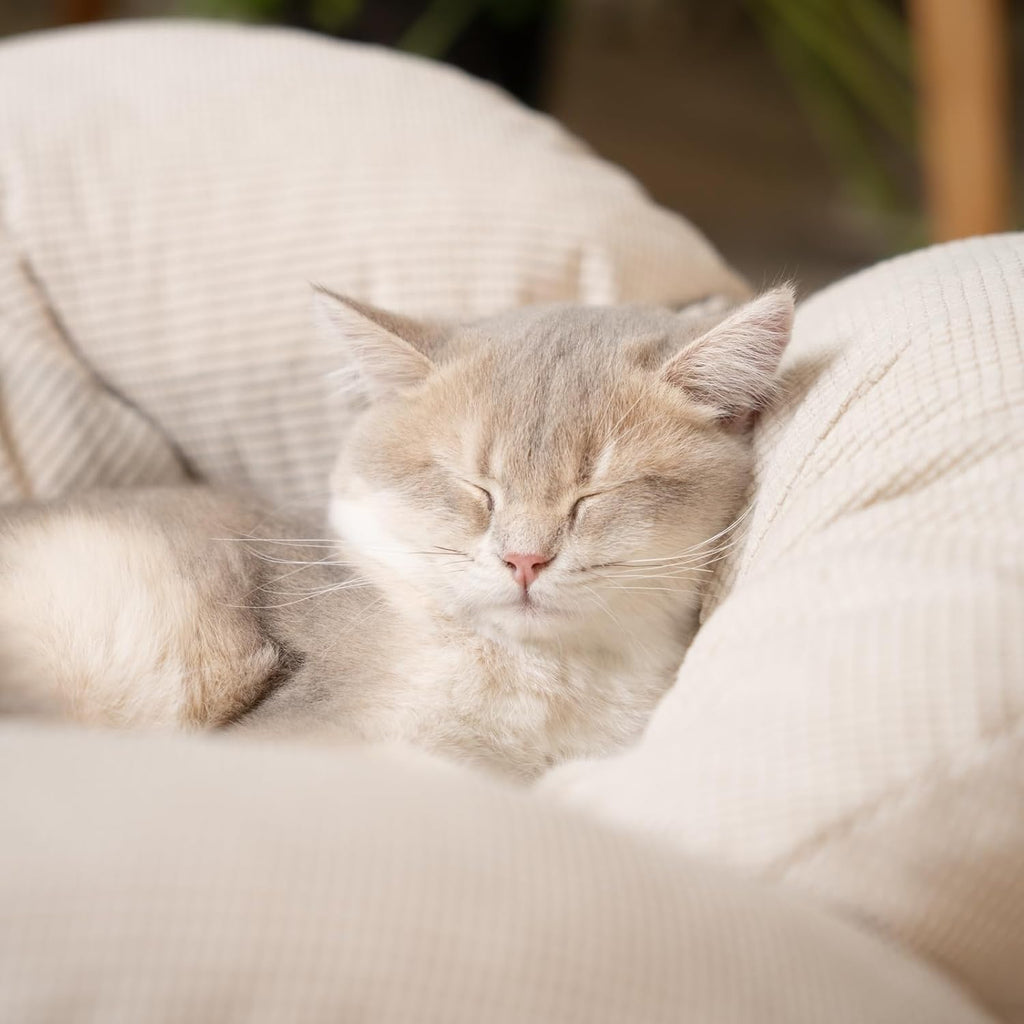 Elevated Cat Bed for Indoor Cats Couch Sofa Flower