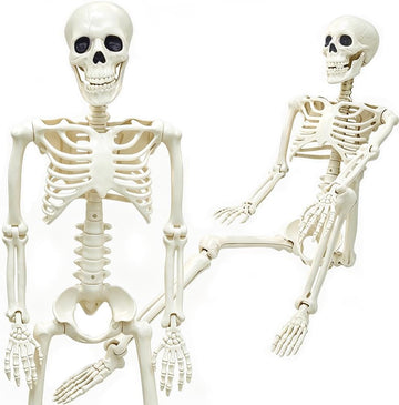 36" Skeleton Halloween Decorations, 3FT Realistic Full Body Movable Posable Joints Skeleton, Creepy Halloween Plastic