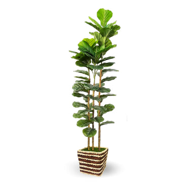 Artificial Fiddle Leaf Fig Tree Indoor with Woven Basket - 5ft Tall Fake Tree with Real-Wood Trunk, Faux Plants s