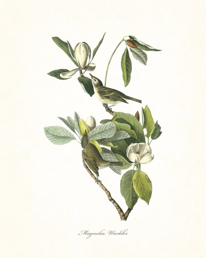 Audubon Birds Print Set No.1: 6 Vintage Bird Prints, Unframed, High Resolution Paper, Matte Finish, 11 x 14 Inch