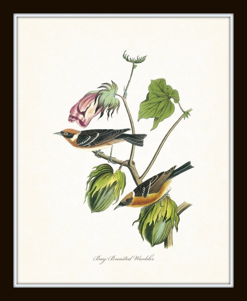 Audubon Birds Print Set No.1: 6 Vintage Bird Prints, Unframed, High Resolution Paper, Matte Finish, 11 x 14 Inch