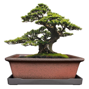 Decorative Ceramic Bonsai Planter Pot 8.5 Inch with Tray, Breathable Unglazed Rectangle Terracotta Clay Pot for Tree