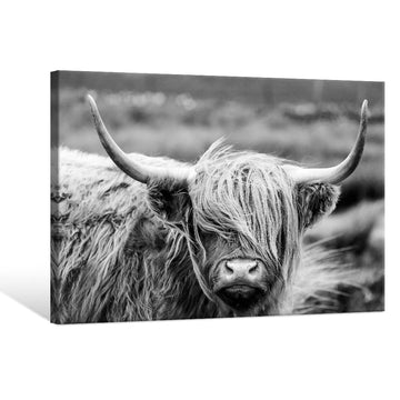 Highland Cow Photography Wildlife Portrait Picture Black and White Closeup Animal Print Scottish Highland Cattle