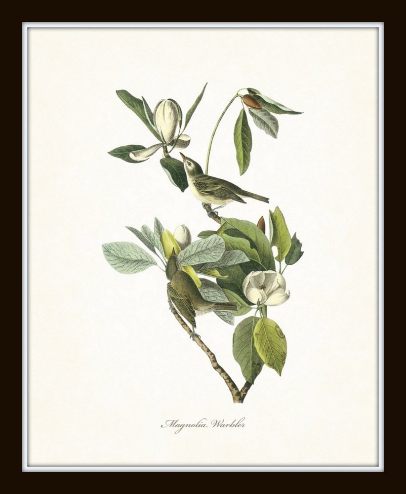 Audubon Birds Print Set No.1: 6 Vintage Bird Prints, Unframed, High Resolution Paper, Matte Finish, 11 x 14 Inch