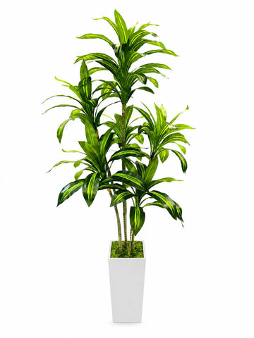 Dracaena Tree with White Tall Planter, 6FT