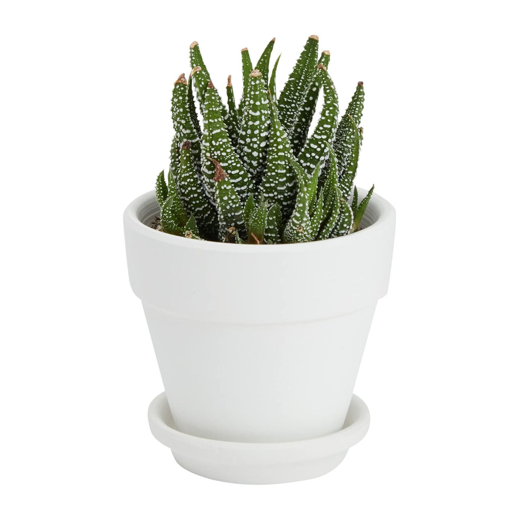 Mini Terracotta Pots - Pot with Drainage Hole - Versatile Succulent & Herb Planter - Paintable White Planter for