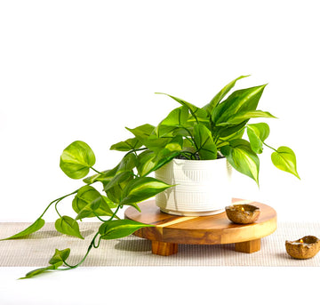 Farmhouse Dark Green Fake pothos | Fake Plant for Shelf Decor | Artificial Trailing Ivy Plant with 5" Wide Ceramic