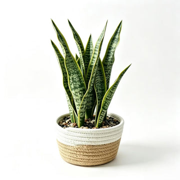 15"Artificial Snake Plant in Handwoven Rattan Planter Sansevieria Faux Indoor Branches with Lush Realistic Green