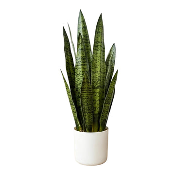 Solacevue Artificial Snake Plant, 27'' Faux Sansevieria for Outdoor