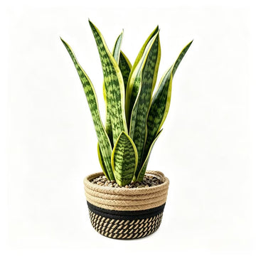 15" Artificial Snake Plant in Black Woven Planter Realistic Faux Sansevieria with Lush Green Leaves Modern Fake