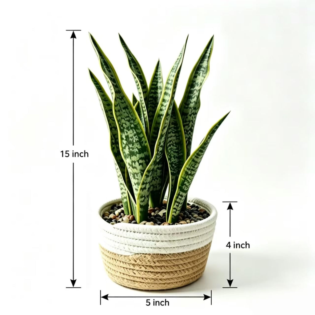 15"Artificial Snake Plant in Handwoven Rattan Planter Sansevieria Faux Indoor Branches with Lush Realistic Green