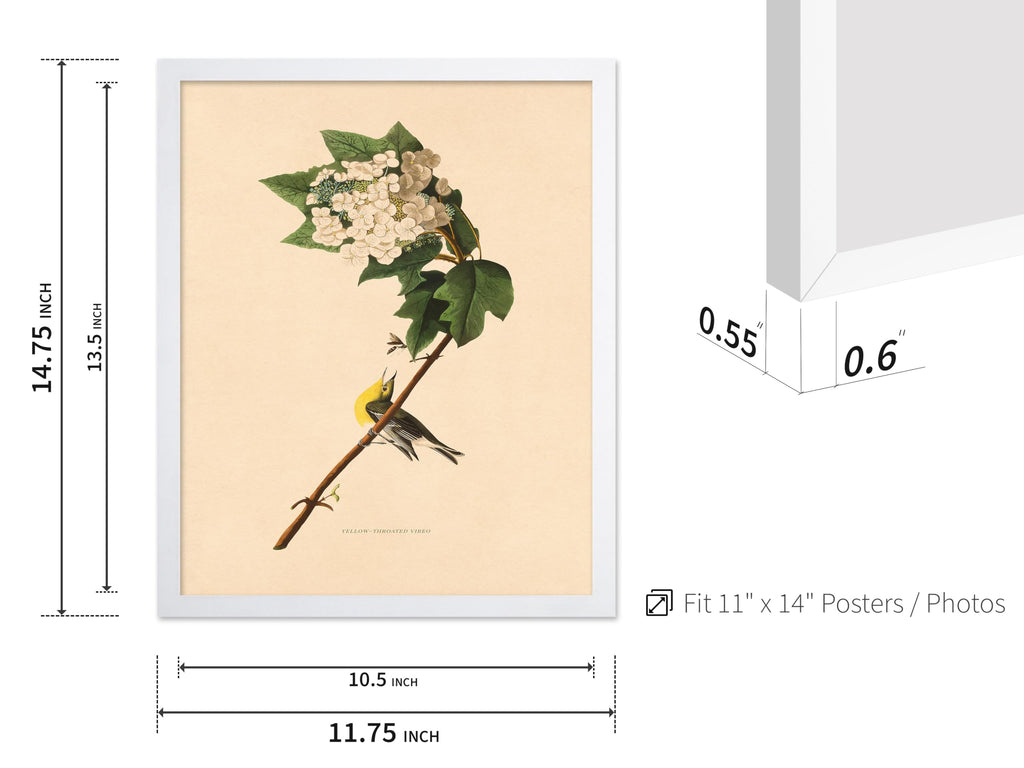 Master Vintage James Audubon Poster - Yellow Throated Vireo Print - Birds of America Art - Bird Art - Gift for Men