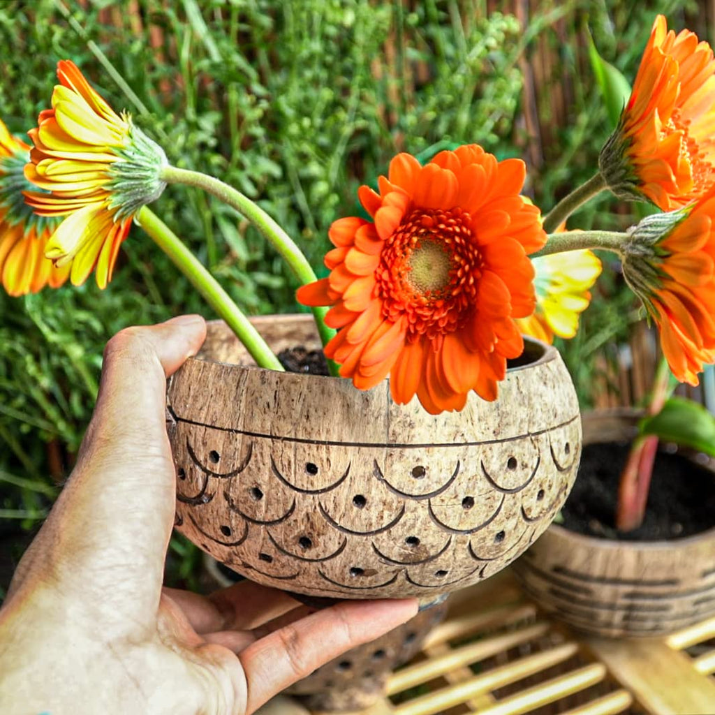 Hand-Carved Dragon Scales Coconut Shell Succulent Planter - Eco-Friendly, Sustainable Natural Pot for Indoor Plants