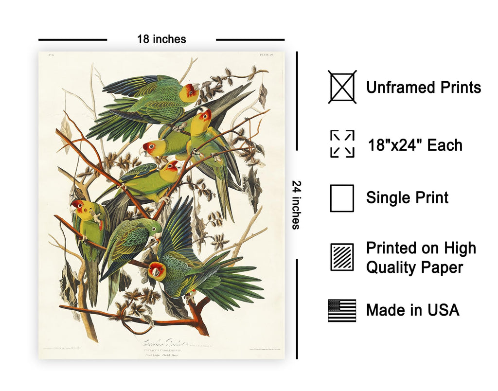 Art Vintage James Audubon Poster - Retro Carolina Parrot Print - Birds of America Art - Gift for Men, Women & Animal