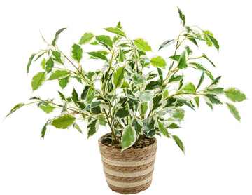 19" Variegated Ficus Plant Striped Woven Basket Indoor Decor