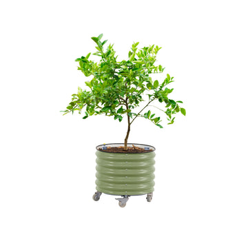 Rolling Citrus Tree Planter Gen 3, Self-Watering 24" Wide Round Large Plant Pots for Lemon Trees Tomatoes Flowers