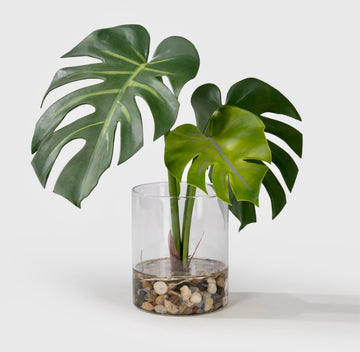 Realistic Artificial Plant in Clear Pot with Artificial Water, Broad Monstera Leaves. Faux Plants Indoor and Outdoor.